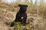 STAFFIE 328